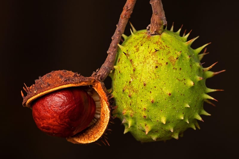 Herbs and Fruits